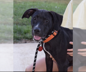 Lab-Pointer Dogs for adoption in Nashville, TN, USA