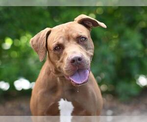 American Pit Bull Terrier-Unknown Mix Dogs for adoption in Tavares, FL, USA