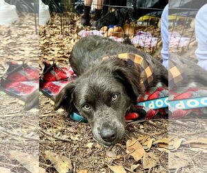 Mutt Dogs for adoption in Mount Pleasant, SC, USA