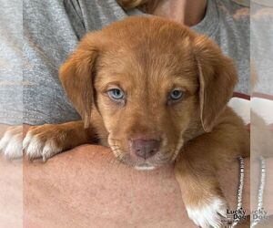 Labrador Retriever-Unknown Mix Dogs for adoption in Washington, DC, USA
