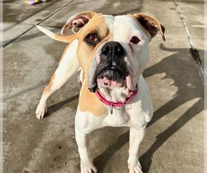 American Bulldog-Unknown Mix Dogs for adoption in Denver, CO, USA