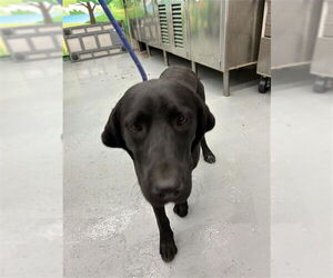 Labrador Retriever-Unknown Mix Dogs for adoption in Waco, TX, USA