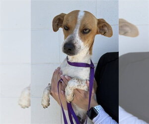 Mutt Dogs for adoption in San Bernardino, CA, USA