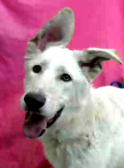 Medium Photo #1 German Shepherd Dog Puppy For Sale in Phoenix, AZ, USA