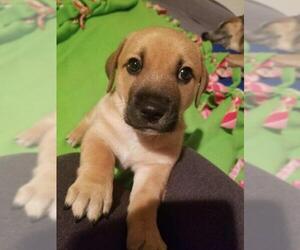 View Ad: Chinook-German Shepherd Dog Mix Dog for Adoption ...