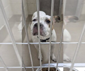 Mutt Dogs for adoption in Decatur, IL, USA