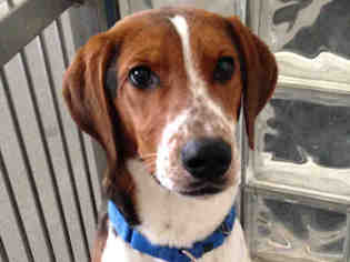 English Foxhound Dogs for adoption in Pittsburgh, PA, USA