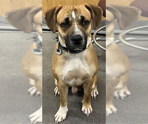 Boxer Dogs for adoption in Forestville, MD, USA