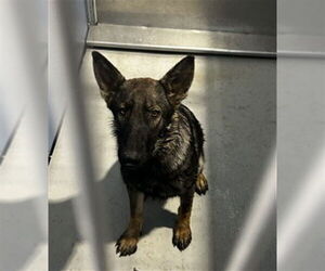 German Shepherd Dog Dogs for adoption in San Bernardino, CA, USA