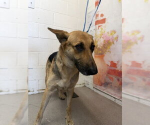 German Shepherd Dog Dogs for adoption in San Bernardino, CA, USA