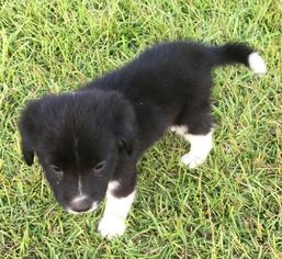 Border Collie Dogs for adoption in Leesville, SC, USA