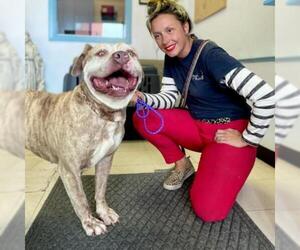 Bulldog Dogs for adoption in Roanoke, VA, USA
