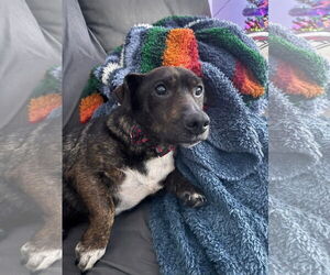 Labrador Retriever-Unknown Mix Dogs for adoption in New London, WI, USA