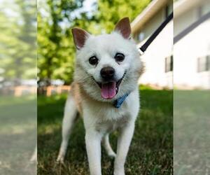 Chiranian Dogs for adoption in Princeton, MN, USA