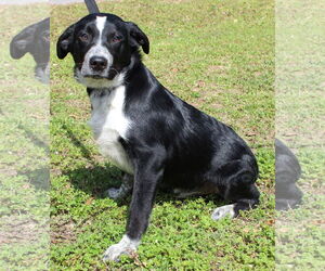 Labrador Retriever-Unknown Mix Dogs for adoption in Prattville, AL, USA