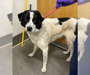 Great Pyrenees-Unknown Mix Dogs for adoption in Forestville, MD, USA