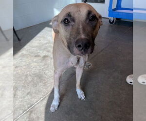 Black Mouth Cur-Unknown Mix Dogs for adoption in Tavares, FL, USA