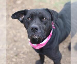 Labrador Retriever-Unknown Mix Dogs for adoption in San Antonio, TX, USA