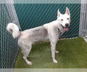 German Shepherd Dog-Unknown Mix Dogs for adoption in Downey, CA, USA