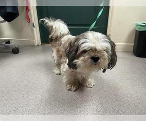 Shih Tzu Dogs for adoption in Pasadena, CA, USA