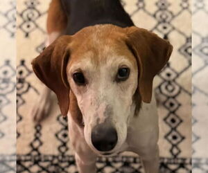 American Foxhound Dogs for adoption in Fairfax, VA, USA