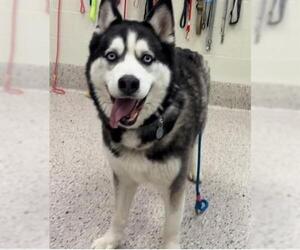Siberian Husky Dogs for adoption in Brighton, CO, USA