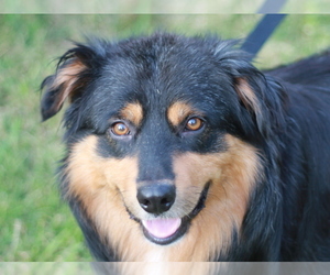 Medium Photo #1 Australian Shepherd Puppy For Sale in Cookeville, TN, USA