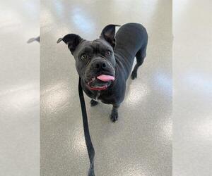 American Pit Bull Terrier-Unknown Mix Dogs for adoption in Las Vegas, NV, USA