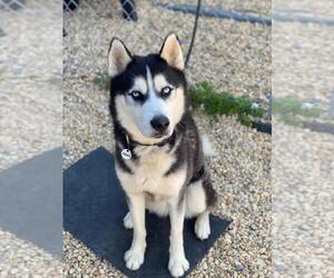 Siberian Husky Dogs for adoption in Forestville, MD, USA