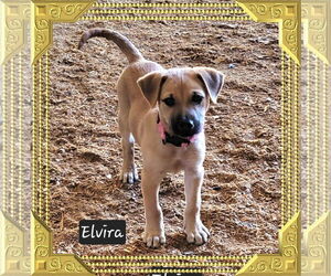 Mutt Dogs for adoption in Granbury, TX, USA