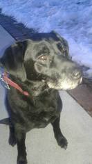Labrador Retriever Dogs for adoption in Kohler, WI, USA