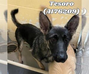 German Shepherd Dog Dogs for adoption in Tulsa, OK, USA