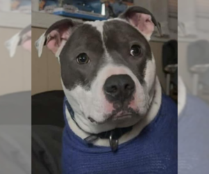American Pit Bull Terrier Dogs for adoption in Hillsboro, NH, USA