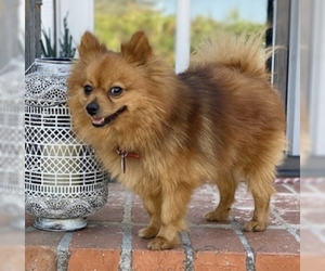 Pomeranian Dogs for adoption in Fremont, CA, USA