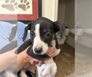 American Pit Bull Terrier-Labrador Retriever Mix Dogs for adoption in SHERBURNE, NY, USA