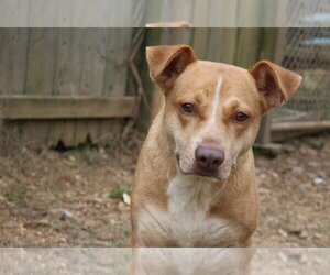 Mutt Dogs for adoption in Jackson, MS, USA