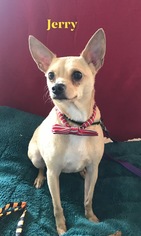 Chihuahua Dogs for adoption in Metairie, LA, USA
