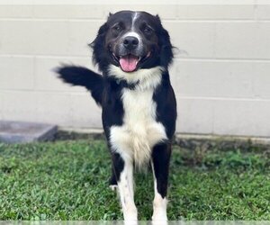Border Collie Dogs for adoption in St. Cloud, FL, USA