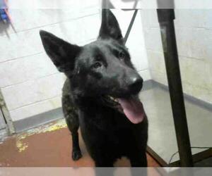 German Shepherd Dog Dogs for adoption in Atlanta, GA, USA