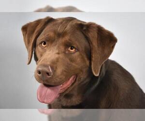 Labrador Retriever Dogs for adoption in Fort Collins, CO, USA