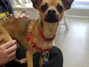 Chiweenie Dogs for adoption in Sayreville, NJ, NJ, USA