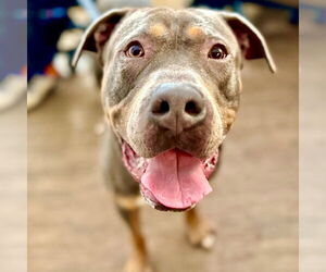 Mutt Dogs for adoption in Canton, CT, USA