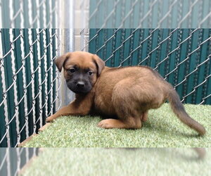 Rottweiler-Unknown Mix Dogs for adoption in Downey, CA, USA
