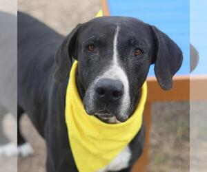 Great Dane-Unknown Mix Dogs for adoption in San Antonio, TX, USA