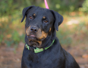 Rottweiler Dogs for adoption in Brownsboro, AL, USA