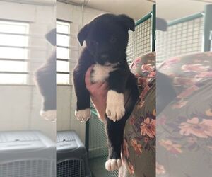 Black Mouth Cur-Unknown Mix Dogs for adoption in Calgary, Alberta, Canada