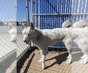 Siberian Husky Dogs for adoption in HESPERIA, CA, USA
