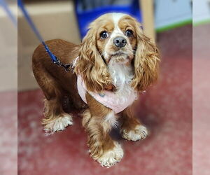 Cocker Spaniel Dogs for adoption in Fargo, ND, USA