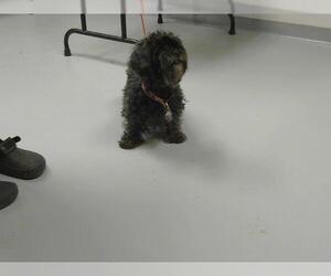 Mutt Dogs for adoption in St. Cloud, FL, USA