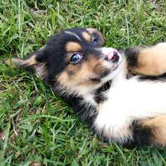 Labrador Retriever-Unknown Mix Dogs for adoption in Palatine, IL, USA